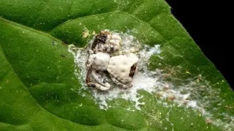 عنکبوتی که برای بقا خود را شبیه مدفوع پرنده می کند!