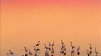 تالاب میانکاله با وجود کم‌آبی میزبان فلامینگوهای مهاجر شد