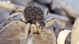 تصاویری شگفت‌انگیز از مادری یک عنکبوت