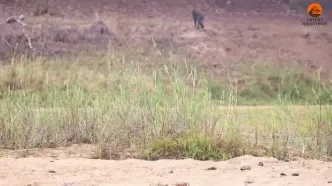 ببینید؛ اعتماد به نفس مرگبار بابون در برابر شیرها