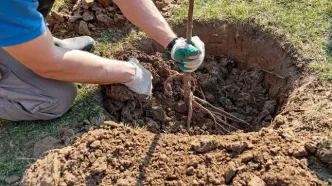 ۷ درخت میوه که می‌توانید در فصل پاییز بکارید