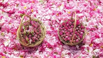 عربستان گل محمدی ایران را به نام خود ثبت جهانی کرد