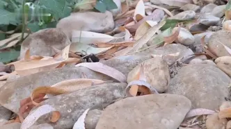 تصاویری شگفت‌انگیز از مادری یک عنکبوت