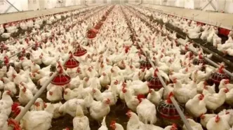 وجود ۱۶۵ مرغداری در رودبار؛ تغییر قانون صدور پروانه مرغداری در دولت رئیسی با منطقه گردشگری دارستان چه کرد؟