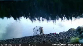 هوش عجیب یک گرگ که جهان را به حیرت انداخت