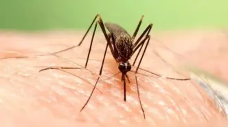 طغیان تب دانگی در هرمزگان: ۱۳۸ مورد ثبت شد