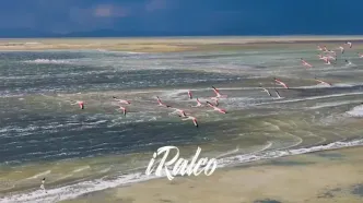 کلیپ ویژه باشگاه آلومینیوم برای دیدار حساس با ملوان