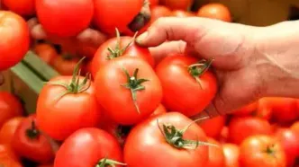 گوجه فرنگی هم لاکچری شد