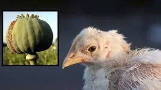 تست مثبت اعتیاد پس از صرف جوجه کباب!