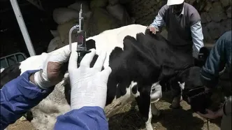 خبر مهم وزیر جهادکشاورزی درباره واکسن داخلی تب برفکی