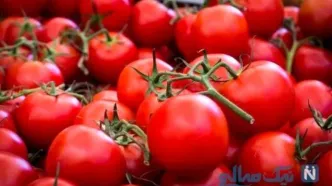 قیمت گوجه فرنگی به ۸۰ هزار تومان هم رسید | ماجرای گرانی چند برابری گوجه فرنگی