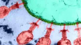 ویروس جدیدی در قم شیوع یافته است؟