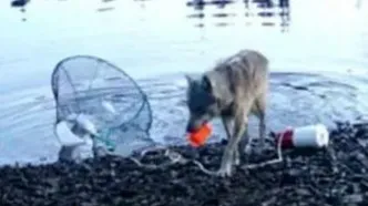 هوش عجیب یک گرگ که جهان را به حیرت انداخت/ویدیو