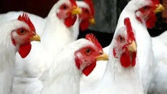 «مرغ تریاکی» و «مرغ با طعم تریاک»؛ ماجرا چیست؟