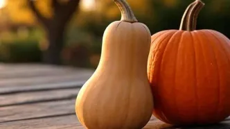 فرق کدو حلوایی و کدو تنبل چیست؟ + جدول و عکس