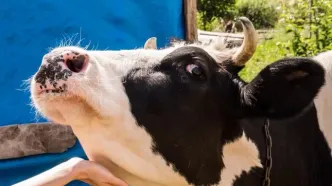 شیوع تب‌برفکی در دامداری‌ها، زنگ خطری برای کمبود لبنیات و گوشت!