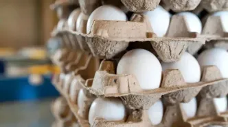 قیمت رسمی تخم مرغ اعلام شد (۱۴ آبان ۱۴۰۴)