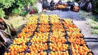 روسیه پرتقال‌های سمی ایران را رد کرد!