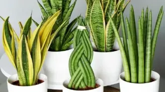 گیاهانی که ناسا تضمین می‌کند هوای شما را تصفیه می‌کند