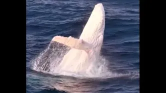 شکار لحظه‌ای باورنکردنی از یک نهنگ سفید کمیاب