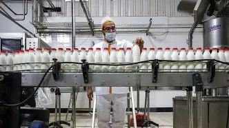 شوک به بازار لبنیات؛ ماست و پنیر گران شدند