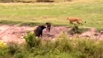 نگاه دردناک بوفالوی مادر به شکار شدن گوساله‌اش توسط شیر