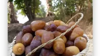 آخرین نرخ خرما و رطب؛ آبان ۱۴۰۴