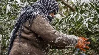 فقر در مازندران چطور زنانه شد؟