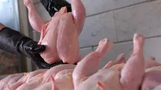 واکنش مرغداران گوشتی به ادعای مرغ تریاکی