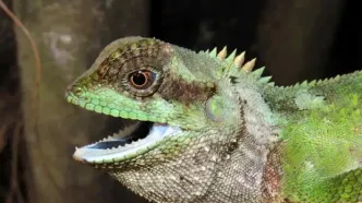 کشف مارمولکی عجیب با خارهای تیز شبیه چاقو!