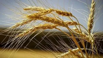 گندم هوشمندی که خودش کود تولید می کند!