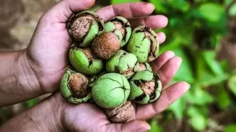 خوردن گردو در شب چه خواصی دارد؟