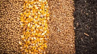 فاجعه در راه است؟ ستاد تنظیم بازار مجوز واردات ۵.۵ میلیون تن نهاده دامی را صادر کرد!