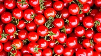 ترکش بی بارانی به گوجه فرنگی خورد + آخرین قیمت