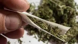 اثرات مخرب مخدر گل در ایران/ مخلوط شده با قارچ و کپک!