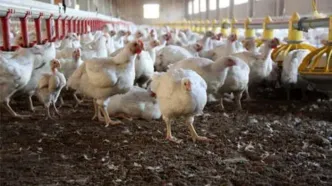 ادعای پرورش مرغ تریاکی در کشور جنجالی شد