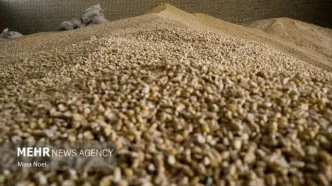 کابوس فساد در وزارت کشاورزی: معاونان به دام بازرسی افتادند!