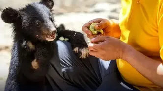 حیوانات پردیسان به باغ‌ وحش‌ها فروخته می‌شوند