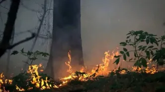 واکنش علیرضا قربانی به سوختن جنگل‌های هیرکانی/ویدیو