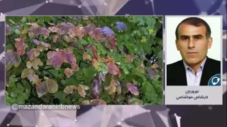 پیش بینی وضعیت آب و هوا مازندران فردا چهارشنبه ۱۴ آبان ماه ۱۴۰۴ | هواشناسی مازندران طی ۲۴ آینده