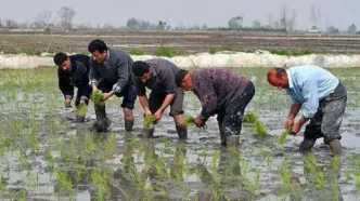 برنج تولید داخل با قیمت خرید توافقی از کشاورزان خریداری شد