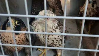 کشف ۲۴ پرنده نایاب به ارزش ۷ میلیارد در بوشهر!