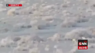 ثبت تصویری جدید از «تلما»، ماده‌یوز آسیایی در توران