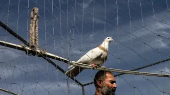 تصاویر؛ کبوترفروشان حاشیه اتوبان آزادگان