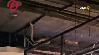 مار غول‌پیکر خریداران یک پاساژ را شوکه کرد