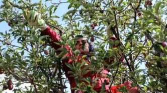 تصاویر؛ برداشت سیب از باغات مراغه