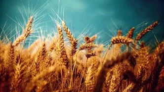 کشت گندم در مناطق سردسیر تا اواسط آذرماه ادامه دارد