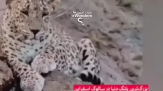 بزرگترین پلنگ ثبت شده در خراسان شمالی + ویدیو