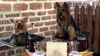 منو عجیب یک کافه برای پذیرایی از سگ‌ها در تهران!