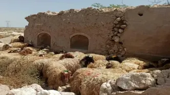 قیمت جدید دام زنده امروز۲۶آبان۱۴۰۴اعلام شد